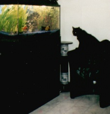 Aquarium