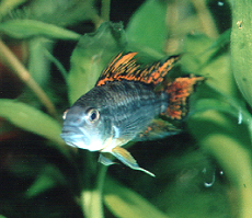 Kakadubuntbarsch