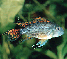 Kakadubuntbarsch