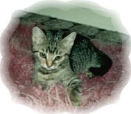 Ayesha