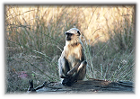 Bandhavgar National Park