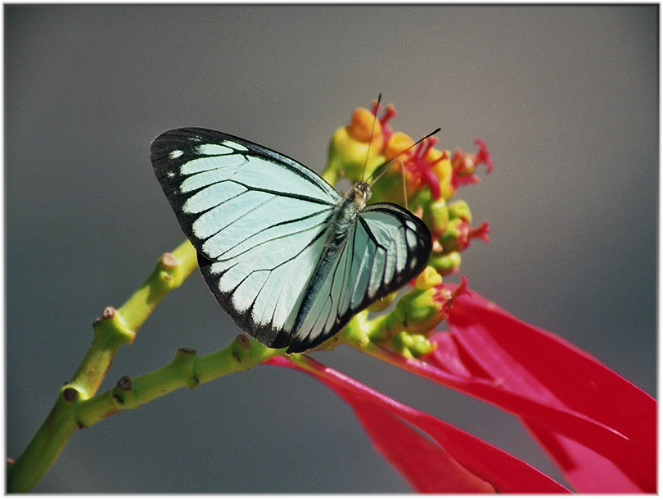 Bandhavgarh National Park