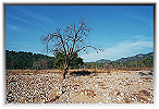 Corbett National Park