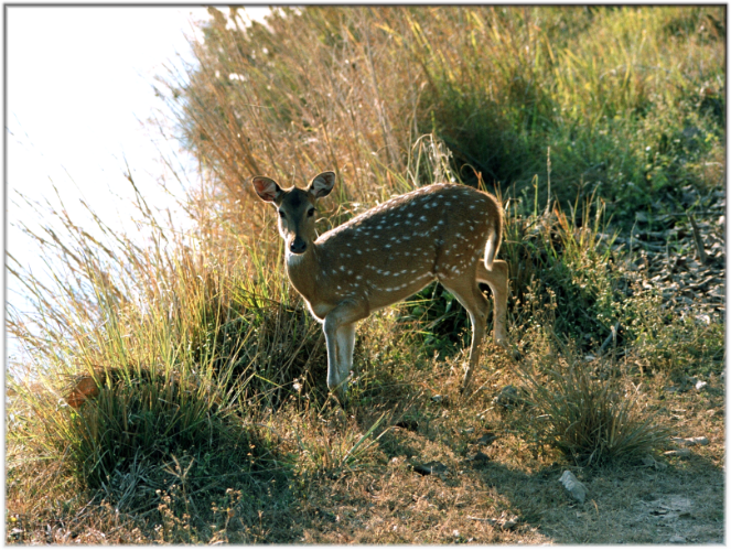 Kanha National Park