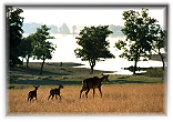 Pench National Park