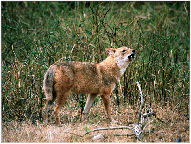 Pench National Park