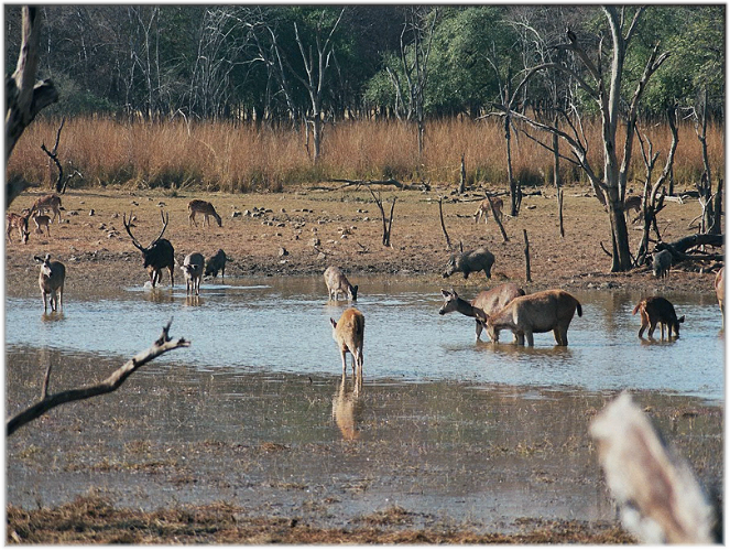 Ranthambore National Park