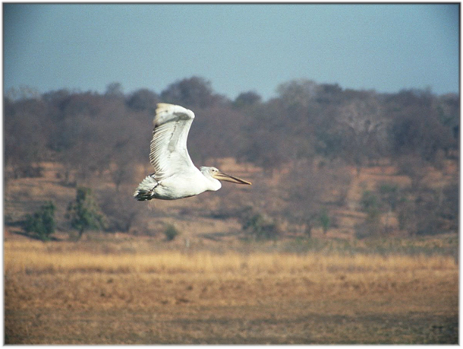 Shivpuri National Park
