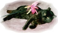 Black Jack