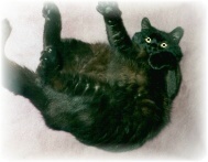 Black Jack