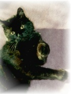 Black Jack