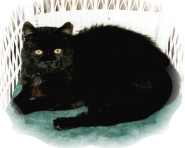 Black Jack
