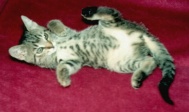 Katzen