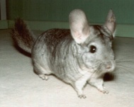 Nagetiere