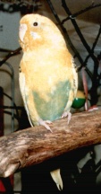 V&ouml;gel
