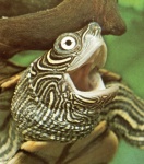 Wasserschildkr&ouml;ten