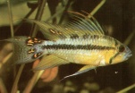 S&uuml;&szlig;wasserfische