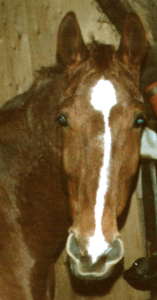Stallgenose Weseks